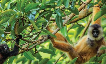 Vietnam’s vital role in primate conservation | Science