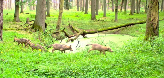 Wolfsjunge in Weilheim-Schongau: Landesamt bestätigt Nachwuchs